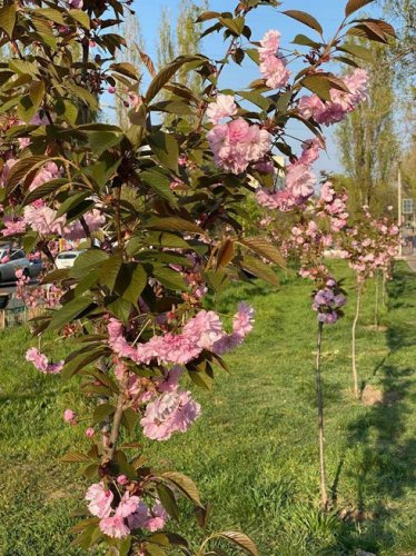 В Одессе зацвели аллеи сакур (фото)