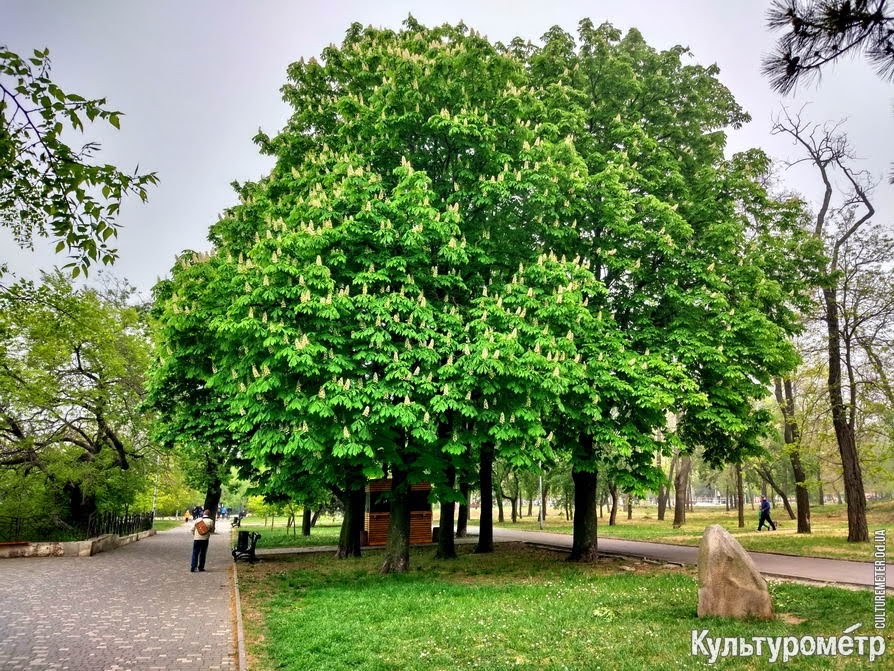 Цветущие каштаны в москве фото