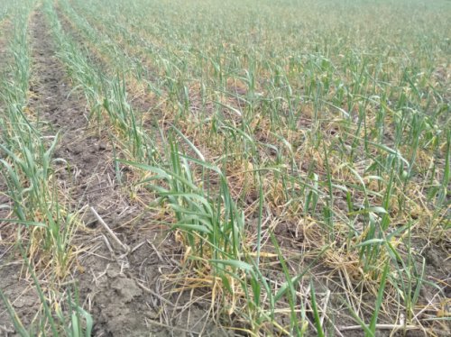 Обильные дожди спасли урожай на севере Одесской области