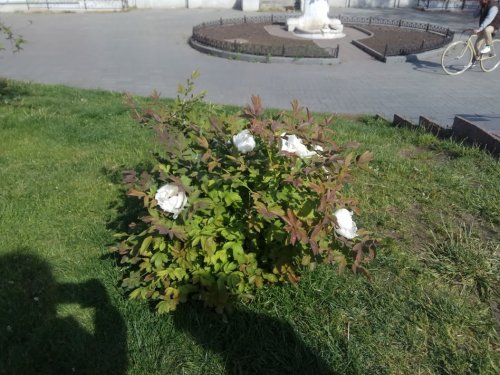 В Одессе расцвели пионы (фото)