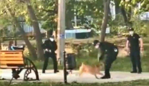 Полицейские открыли огонь в одесском парке — на них натравили бойцовскую собаку (видео)