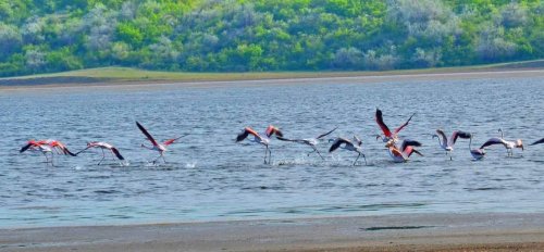 В Одесскую область впервые прилетели розовые фламинго (фото)