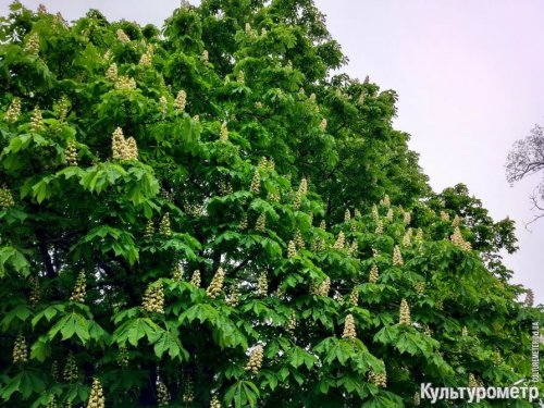 В Одессе цветут каштаны (фото)