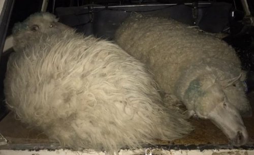 В Измаильском районе разоблачили похитителей овец