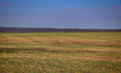 Засуха в Одесской области: больше половины урожая озимых будет потеряно, а потери фермеров составят 15 млрд грн