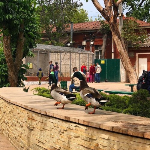 Одесский зоопарк открыл свои двери после карантина