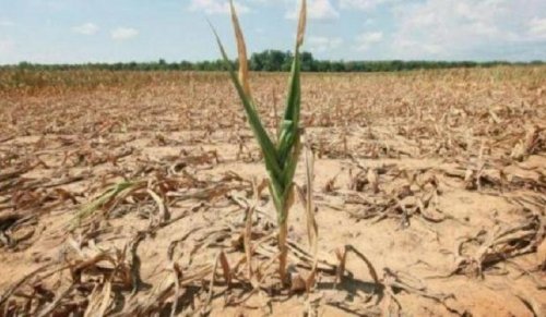 В Тарутинском районе почти 60 аграриев ожидают компенсации ущерба из-за засухи