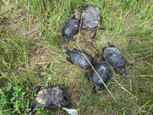 На Сухом лимане неизвестные убили десяток черепах