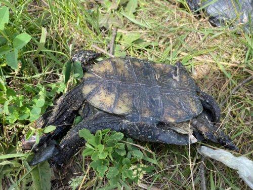 На Сухом лимане неизвестные убили десяток черепах