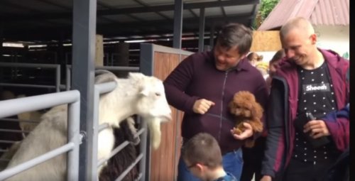 Ответит за козла: бывшего главу Офиса президента Богдана могут привлечь за жестокое обращение с животными