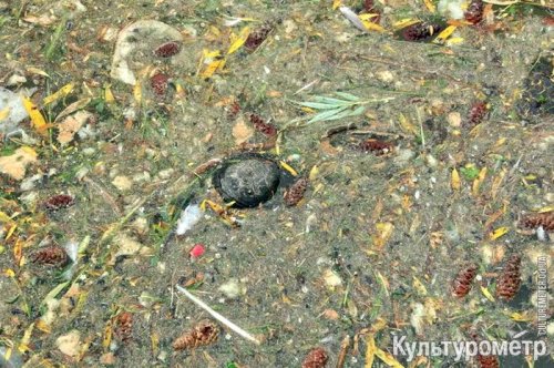 В прудах парка Победы погибли черепахи