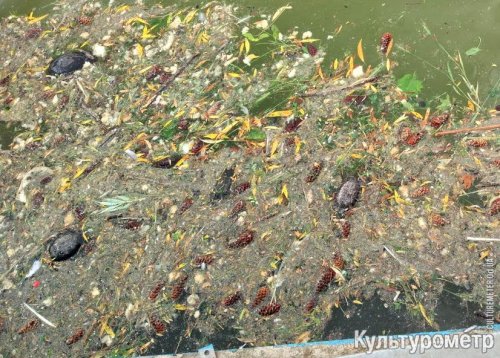 В прудах парка Победы погибли черепахи