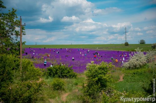 Нашествие людей на фиолетовое поле под Одессой: рвали и вытаптывали цветы (фото)