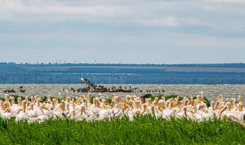 Потрясающее зрелище: стаи пеликанов в Одесской области (фото)