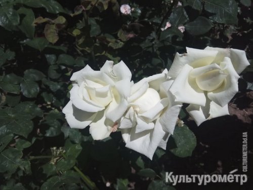 Одесский двор превратили в розарий с огромными розами (фото)