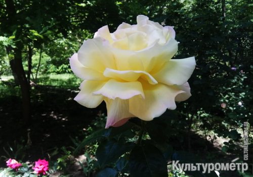 Одесский двор превратили в розарий с огромными розами (фото)