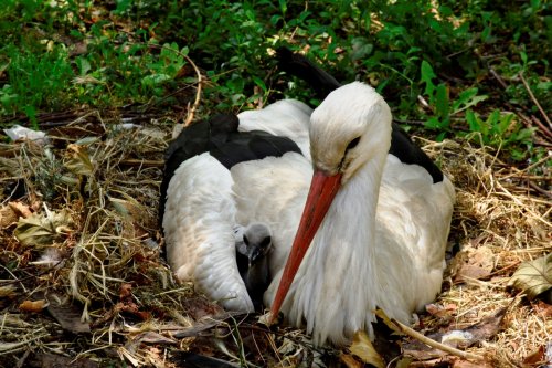 В Одесском зоопарке родились милые малыши (фото)
