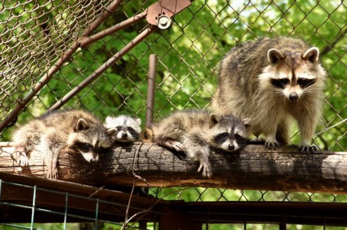 В Одесском зоопарке родились милые малыши (фото)