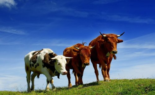 В Арцизском районе резко сократилась численность крупного рогатого скота