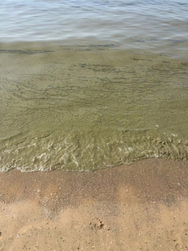 Под Одессой вода в море стала зелёной