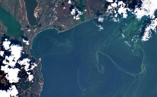 К одесским пляжам течением несет зеленые водоросли. Их видно уже из космоса