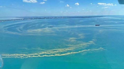 К одесским пляжам течением несет зеленые водоросли. Их видно уже из космоса