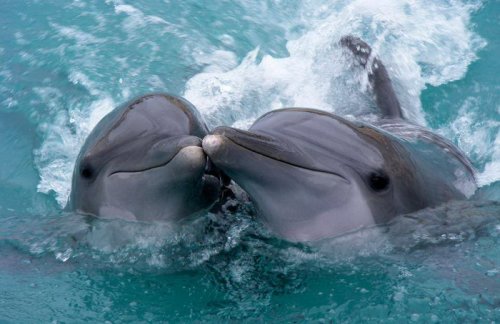 Что делать, если увидели на пляже раненного или погибшего дельфина