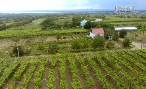 В Ренийском районе фермеры выкорчёвывают виноградники и высаживают … бананы