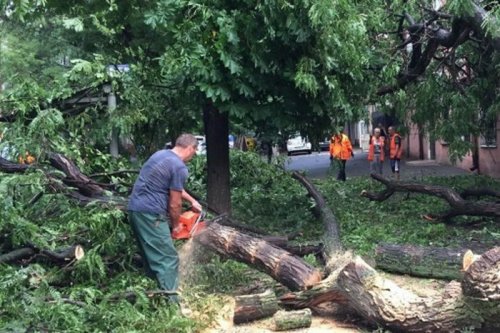 В Одессе штормовой ветер повалил более 60 деревьев
