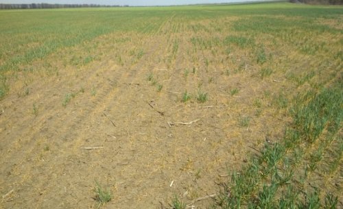 Засуха в Одесской области: аграрии понесли убытки на сумму 6,5 миллиардов