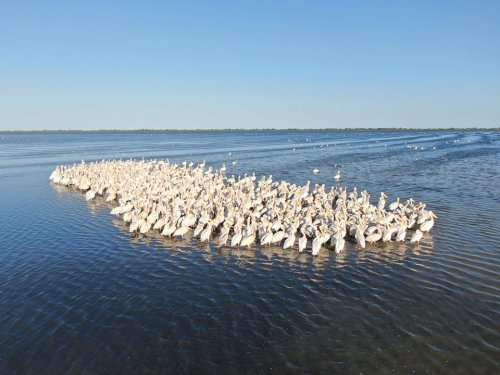 Полторы тысячи пеликанов прилетели в Нацпарк в Одесской области (фото)