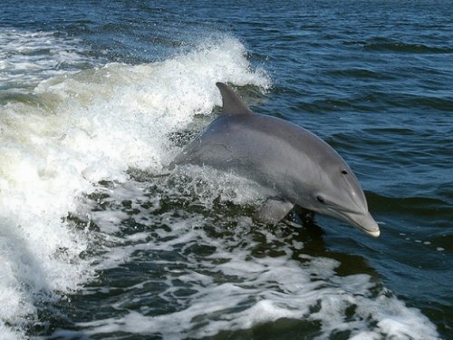 Семья дельфинов застряла между волнорезами на одесском пляже: животные не могут выбраться из ловушки трое суток