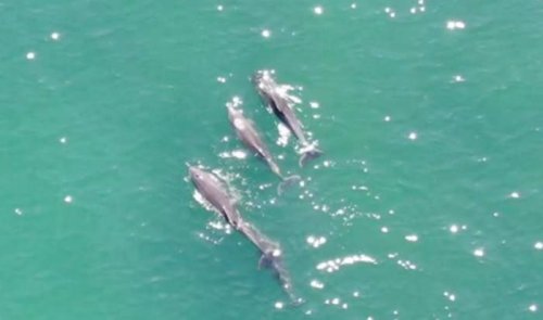 В акваторию одесского пляжа заплыла стая дельфинов и не может выбраться (видео)