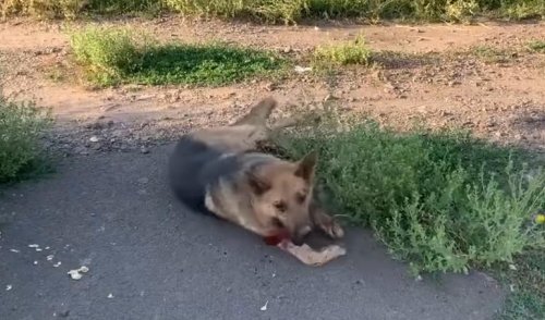 В Одесской области водитель намеренно пытался задавить собаку (видео)