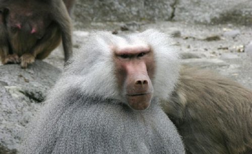 В Одессе ищут сбежавших из зоопарка обезьян