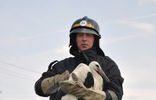 В Одесской области пожарные спасли от смерти аиста (фото)