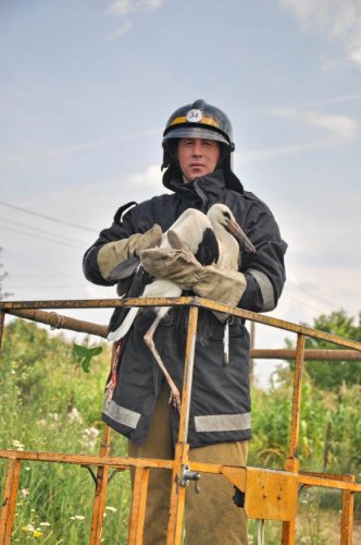 В Одесской области спасли аиста, у которого лапа застряла в петле троса