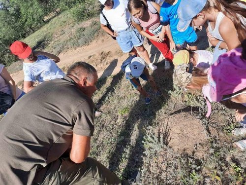 На юге Одесской области дети взялись за спасение муравьев