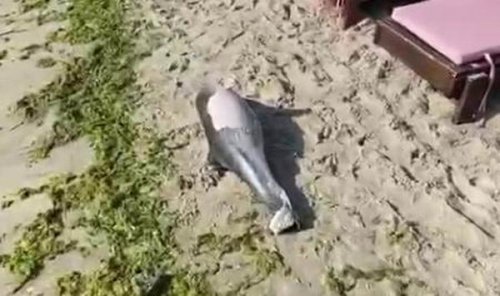 На пляже возле затонувшего танкера нашли мертвого дельфина (видео)