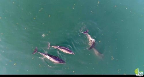 На пляже возле затонувшего танкера нашли мертвого дельфина (видео)