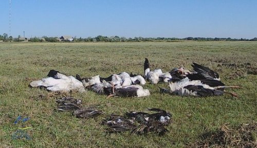 На юге Одесской области из-за сильнейшего града погибли сотни диких птиц