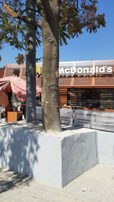 Строители нового одесского «Макдоналдса» закатали дерево в бетон