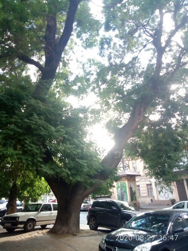 В центре Одессы обнаружили 100-летнее дерево