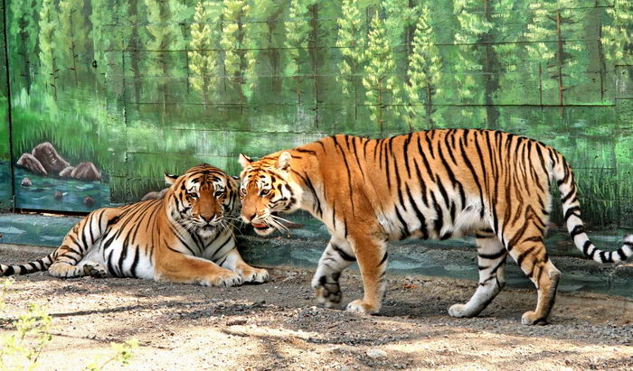 В Одесском зоопарке сделали бесплатный вход на один день