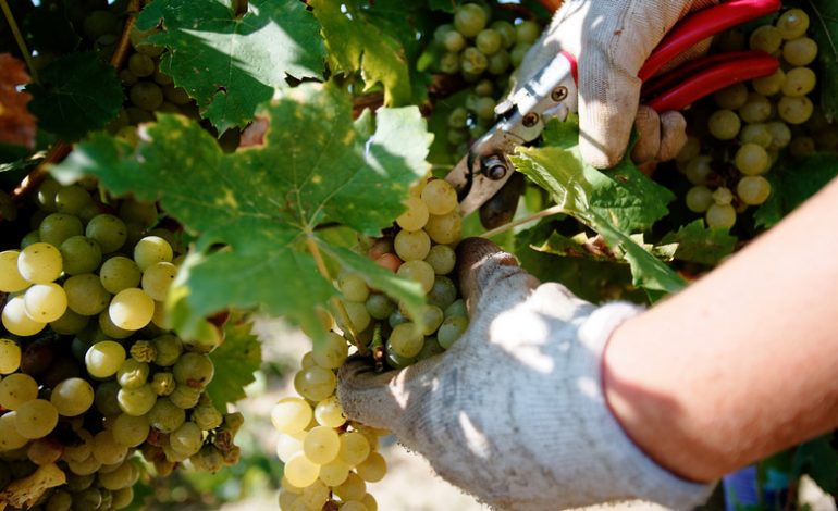 На юге Одесской области засуха испепелила урожай винограда