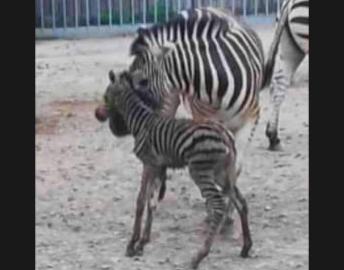 В Одесском зоопарке родились жеребенок зебры и теленок венгерских быков