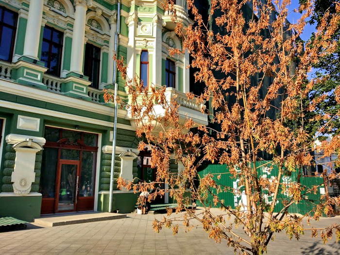 В Одессе засохли десятки молодых деревьев