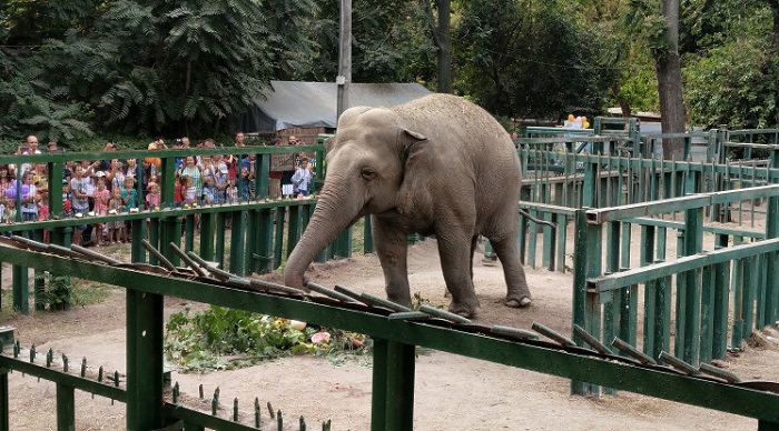 Зоопарк приглашает на день рождения слонихи Венди