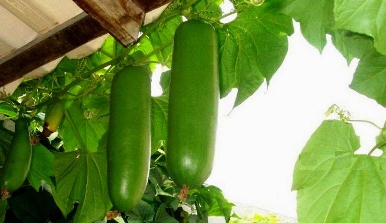На юге Одесской области фермер вырастил на огороде экзотические бразильские овощи