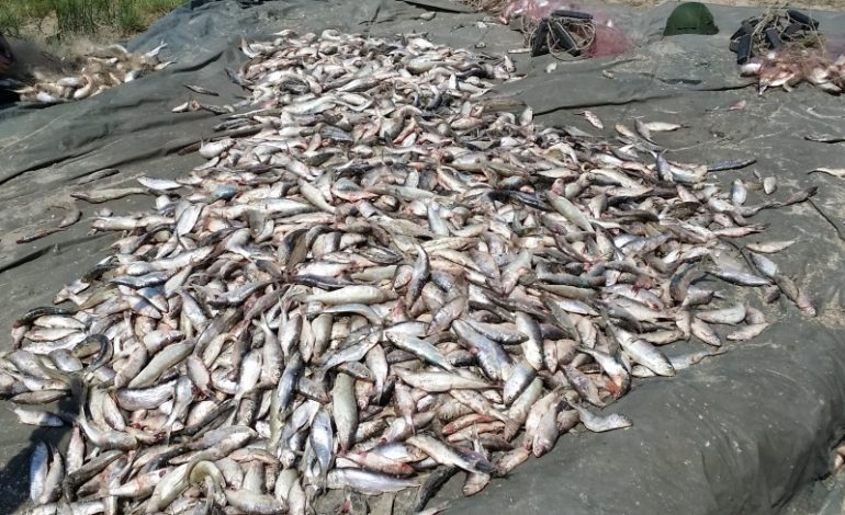 Рыбные браконьеры нанесли Украине ущерб на 62 млн гривен